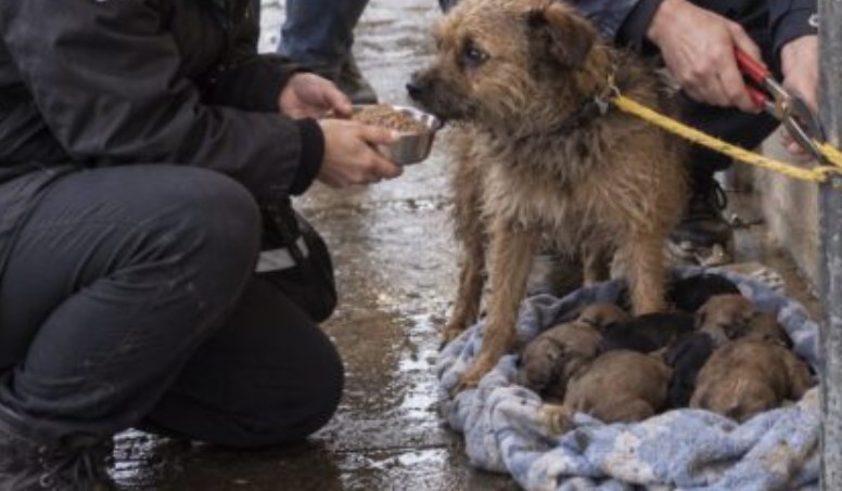 Όλοι πίστευαν ότι το μικρό σκυλάκι που ήταν δεμένο έξω από το σούπερ μάρκετ ήταν επικίνδυνο — μέχρι που μια γυναίκα γονάτισε και ανακάλυψε τι προσπαθούσε απεγνωσμένα να προστατεύσει